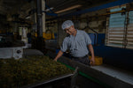Devagiri Estate Ceylon Short Orange Pekoe