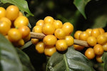 Brazilian Finca Passeio Yellow Bourbon