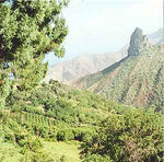 St Helena Bourbon Coffee 2024/2025 crop