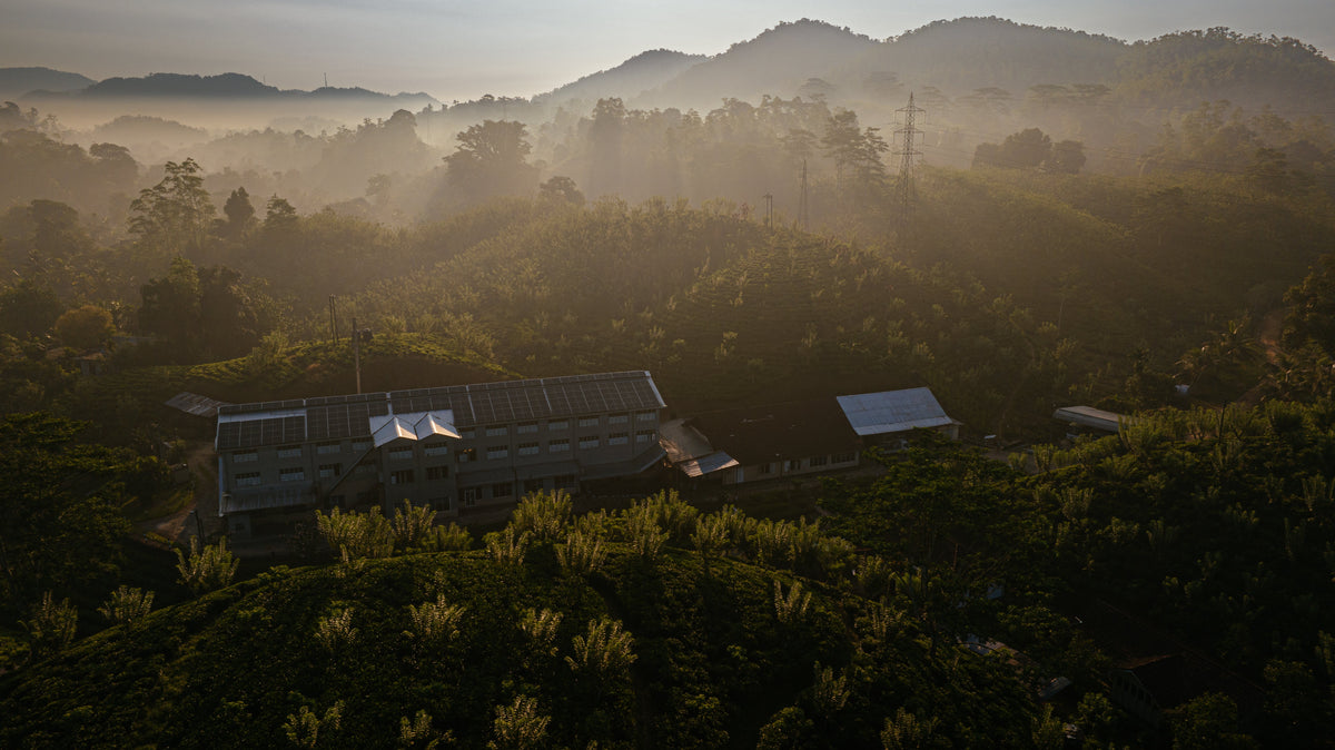 Devagiri Estate Tea | Single Estate Ceylon Tea | Cardews of Oxford