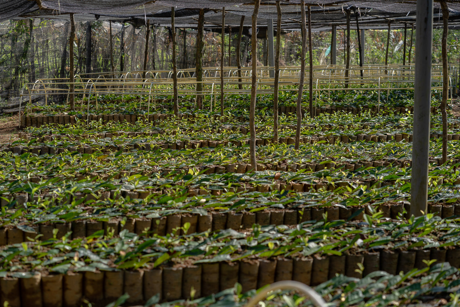 Devagiri Estate Ceylon Orange Pekoe 1