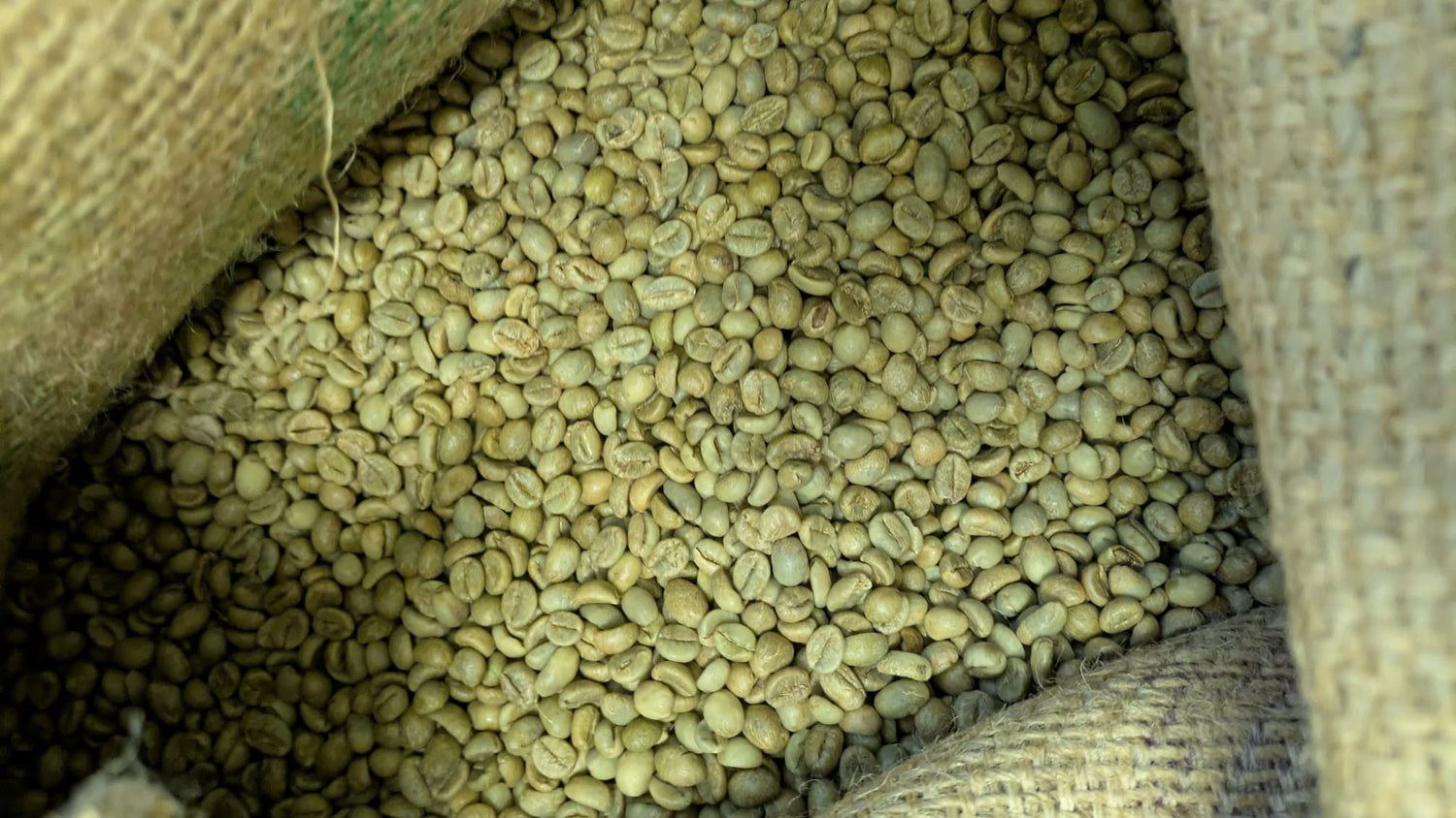 Uganda Washed Robusta Turaco S15/17 Kaweri EUDR Aligned + NKG Verified