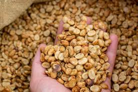 Guatemala El Pila Honey Process